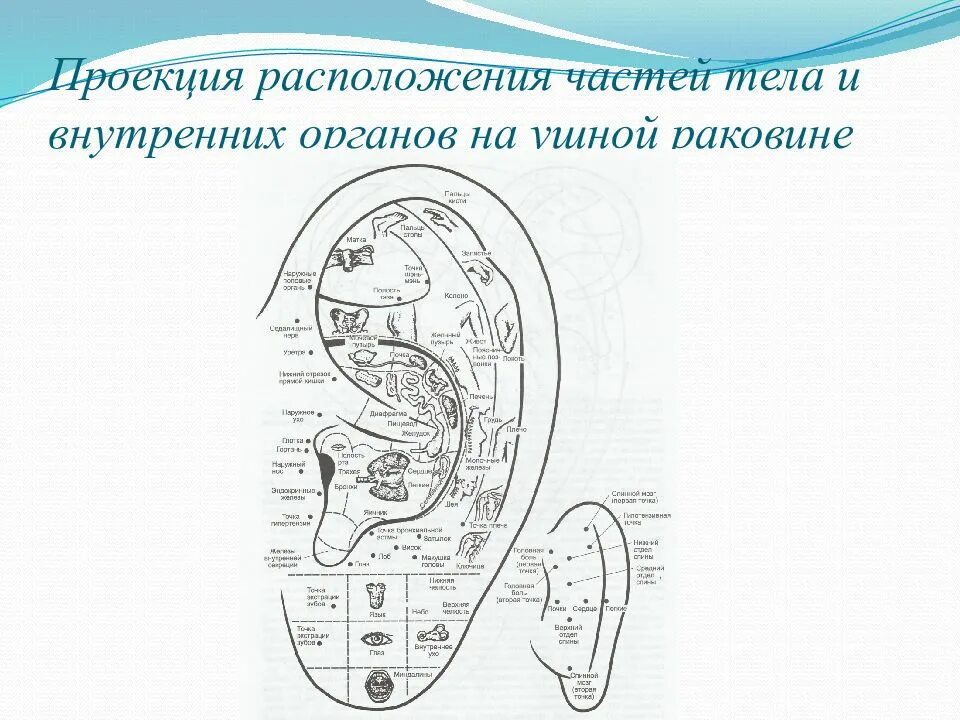 Связь зубов с органами. Проекция органов на ушной раковине аурикулотерапия. Проекция внутренних органов и частей тела на ушной раковине. Внутренние органы на ушной раковине. Проекционные зоны ушной раковины.