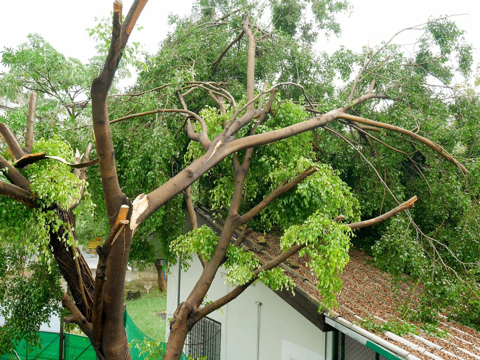 Tree fix. Tree fix
