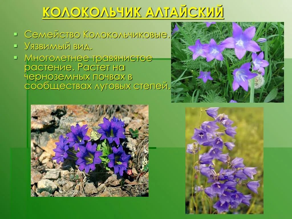 Растения внесенные в красную книгу алтайского края. Колокольчик алтайский красная книга тульской области. растения тульской области. растения из красной книги алтайского края. растения растущие на черноземе.