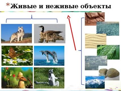 Вид живого объекта