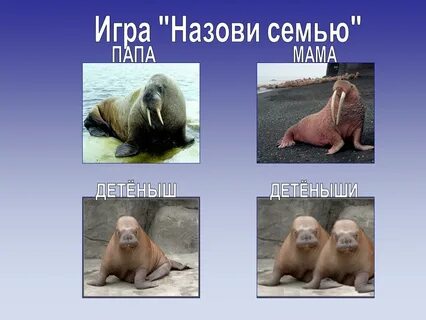 Северное название детеныша