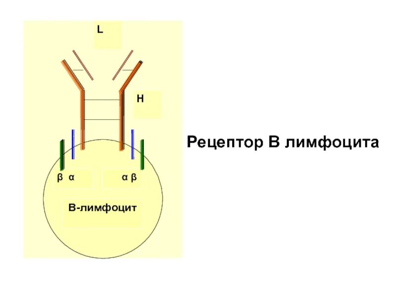 Основные рецепторы т лимфоцитов. Рецепторы в лимфоцитов. Рецептор в2-лимфоцитов. Характеристика рецепторов т лимфоцитов. Структура антигенраспознающих рецепторов.