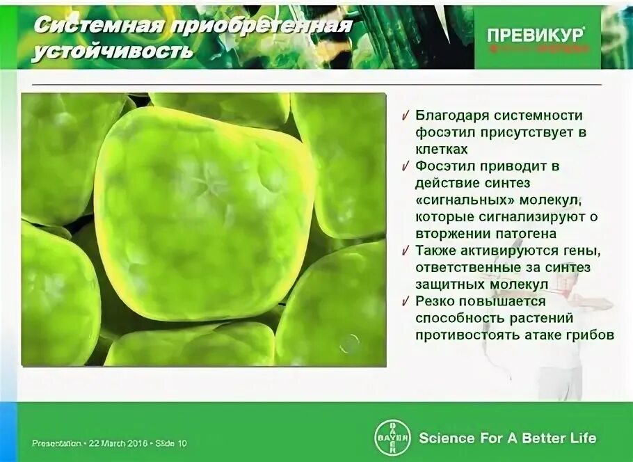 Фунгицид превикур энерджи 10 мл отзывы. Превикур энерджи. огородник из рязани превикур энерджи. превикур энерджи фунгицид на прозрачном фоне.