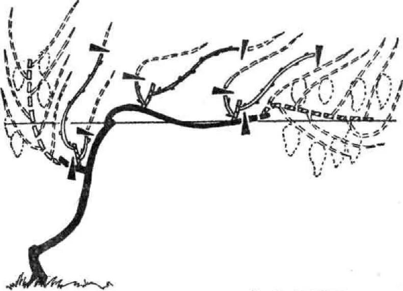 Обрезка винограда осенью в картинках. Курдюмов формировка винограда. Курдюмов обрезка винограда. Обрезка винограда Курдюмову. Строение куста кордон.