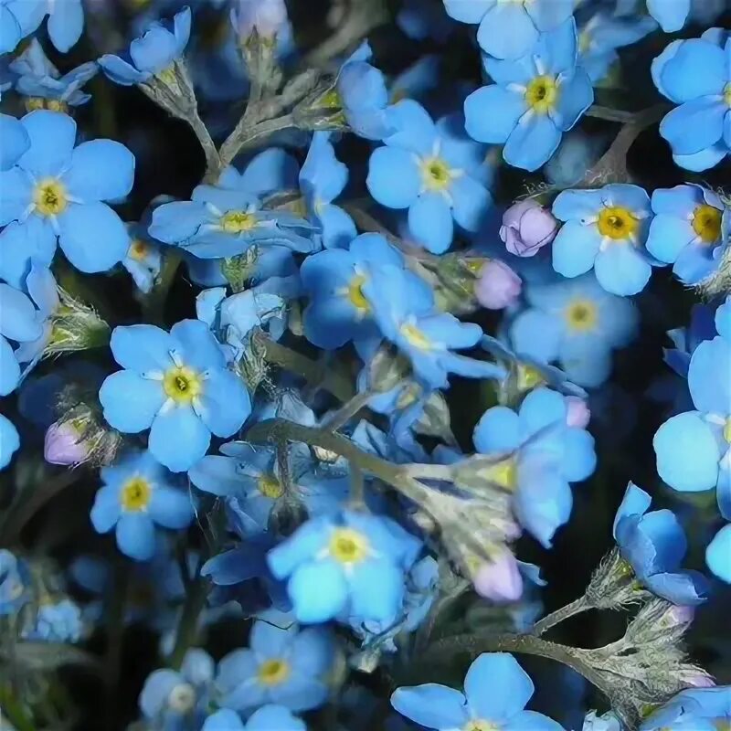 Незабудка Помпадур. Незабудка Myosotis Myomark. Незабудка гибридная. Незабудка Помпадур рассада. Сине желтая незабудка