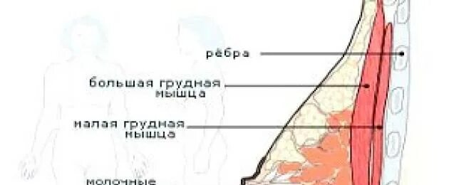 Молочная железа является видоизмененной. Молочная железа является видоизмененной