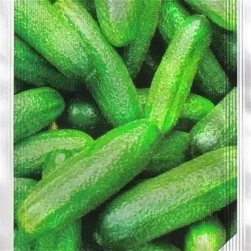 Огурец сорт конни