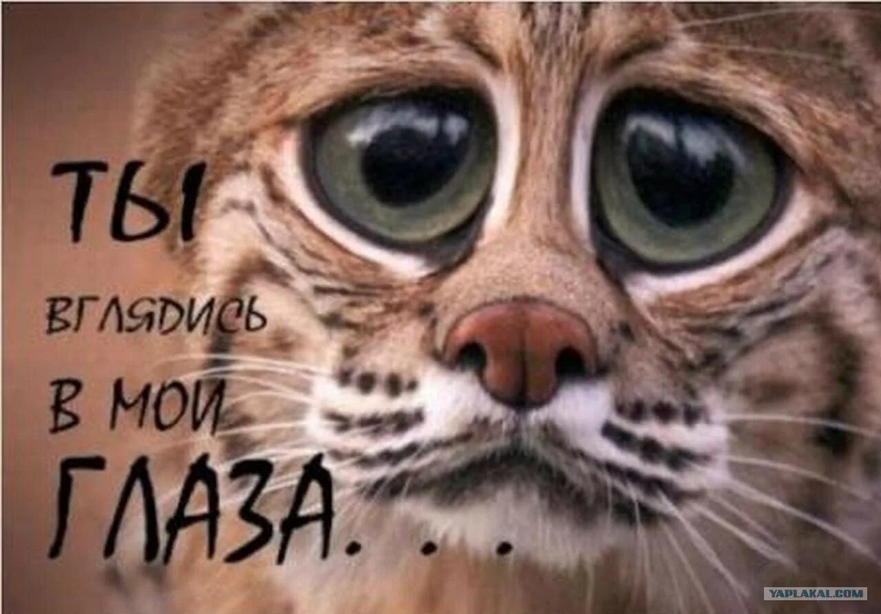 Глаза открываешь восемь сходил. Открой глазки открой глазоньки. Смешная киса. Цитаты про утро прикольные. Доброе утро открой глазки.