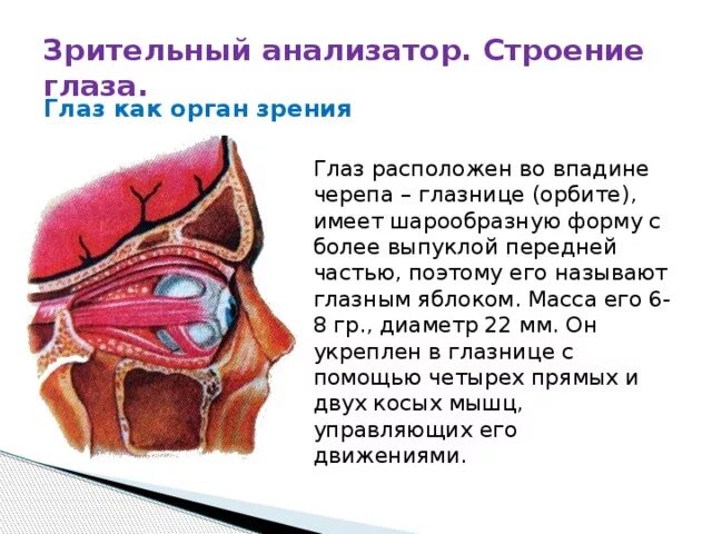 Является зрительным центром