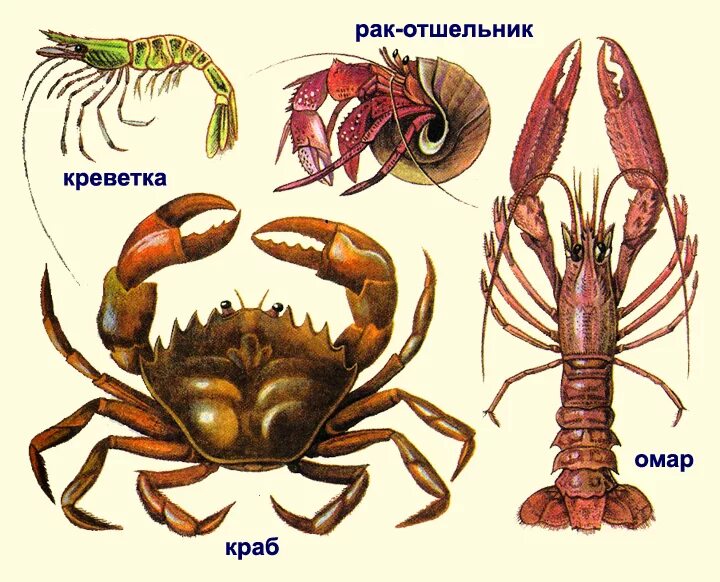 Хитиновый панцирь хитин. Cherax holthuisi. Ракообразные: лобстер, краб, омар. Рак речной тип животного. Рачки описание.