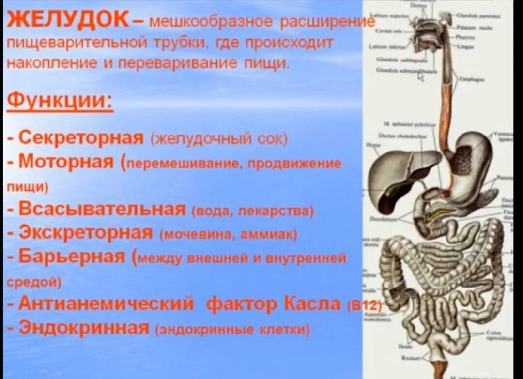 Какие органы входят в пищевод. Функции пищеварительной системы человека анатомия. Система пищеварения структура и функции. Пищеварительная система желудок анатомия. Анатомические структуры пищеварительной системы.