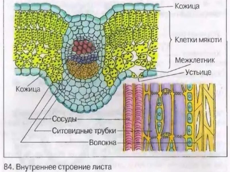 Слой клеток листа. Растительная клетка строение жилка устьице кожица зеленые клетки. Мякоть листа кожица жилки листа. Кожица клетки мякоти листа. Эпидерма с устьицами.