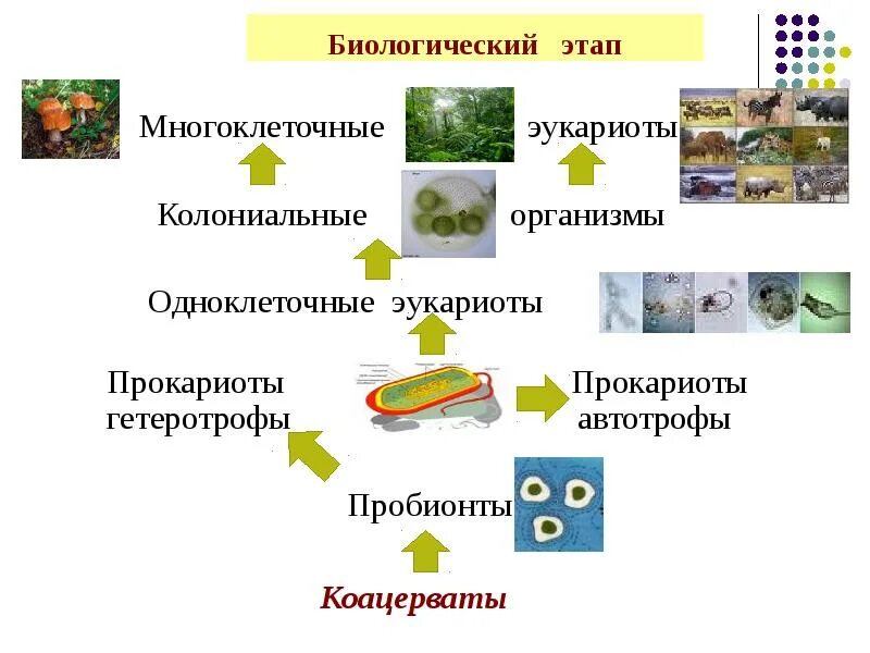 Прокариот автотроф