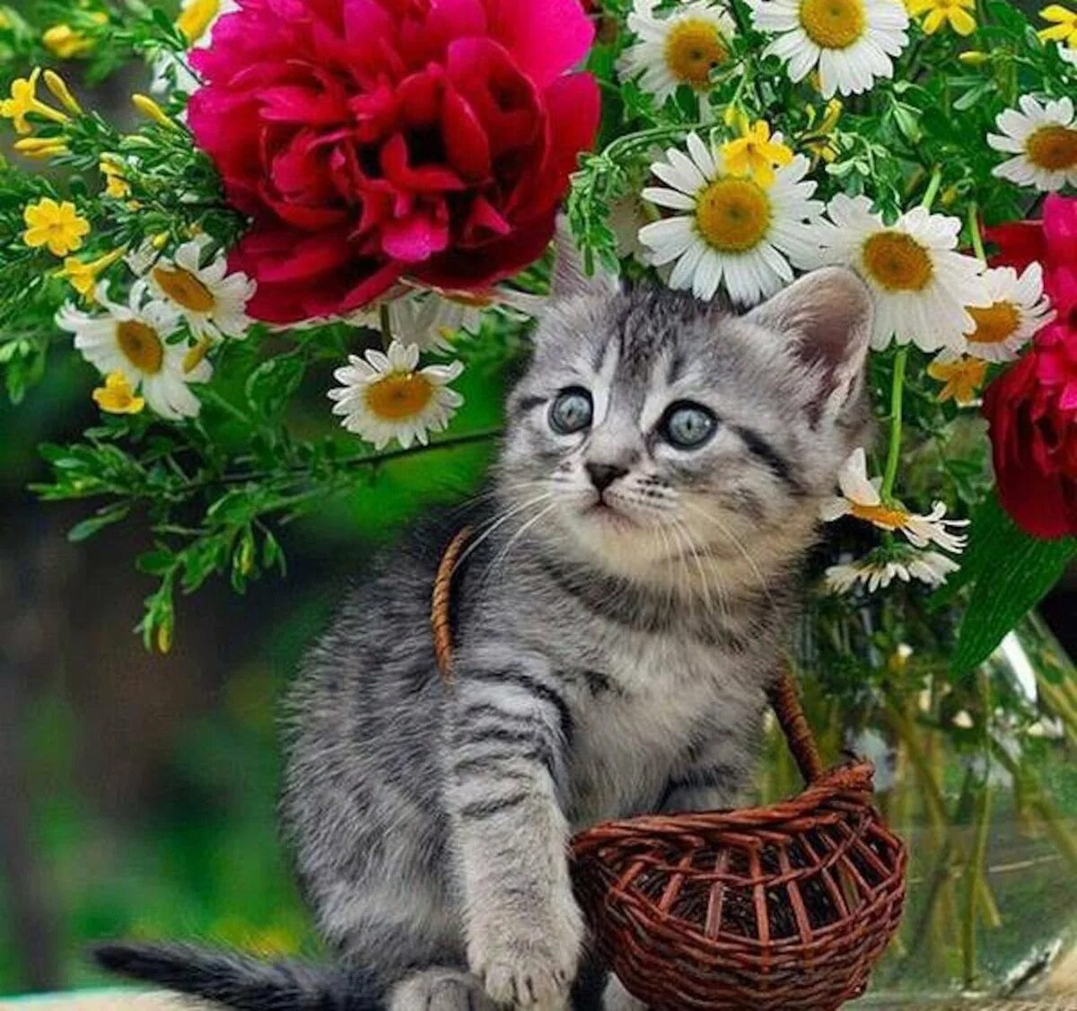 Кошка много цветов. Цветы и животные. Котёнок с цветком. Красивые котята. Котик в цветах.