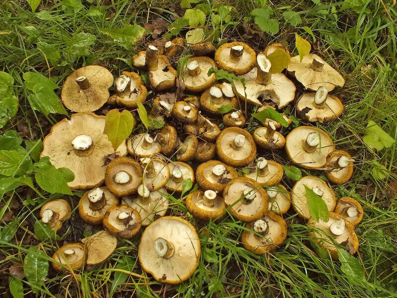 Белый гриб берёзовый. Съедобные грибы в березовых посадках. Грибы растущие в березовой роще. Грибы в березовой роще. Белый гриб.