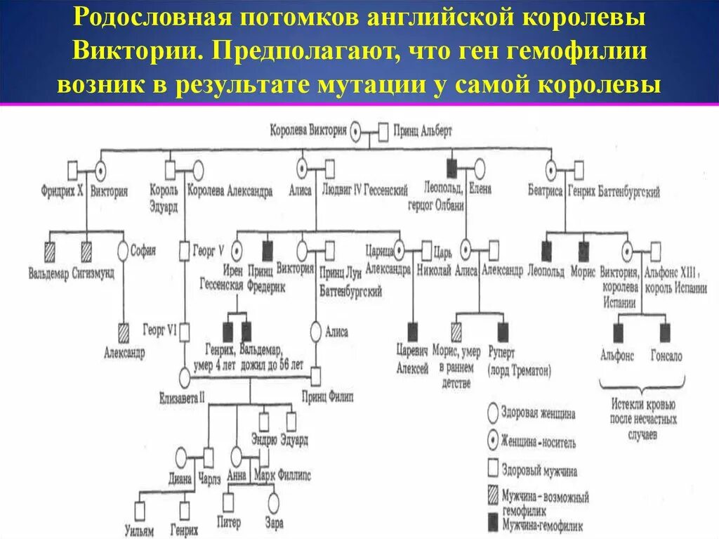 Родословная по гемофилии королевы Виктории. Генеалогическое Древо королевы Виктории гемофилия. Потомки королевы Виктории Древо. Гемофилия романов