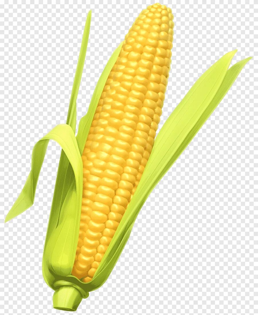 1 початок. Corn кукуруза. Маисовая кукуруза. Качан кукурузы в початке. Кукуруза на белом фоне.