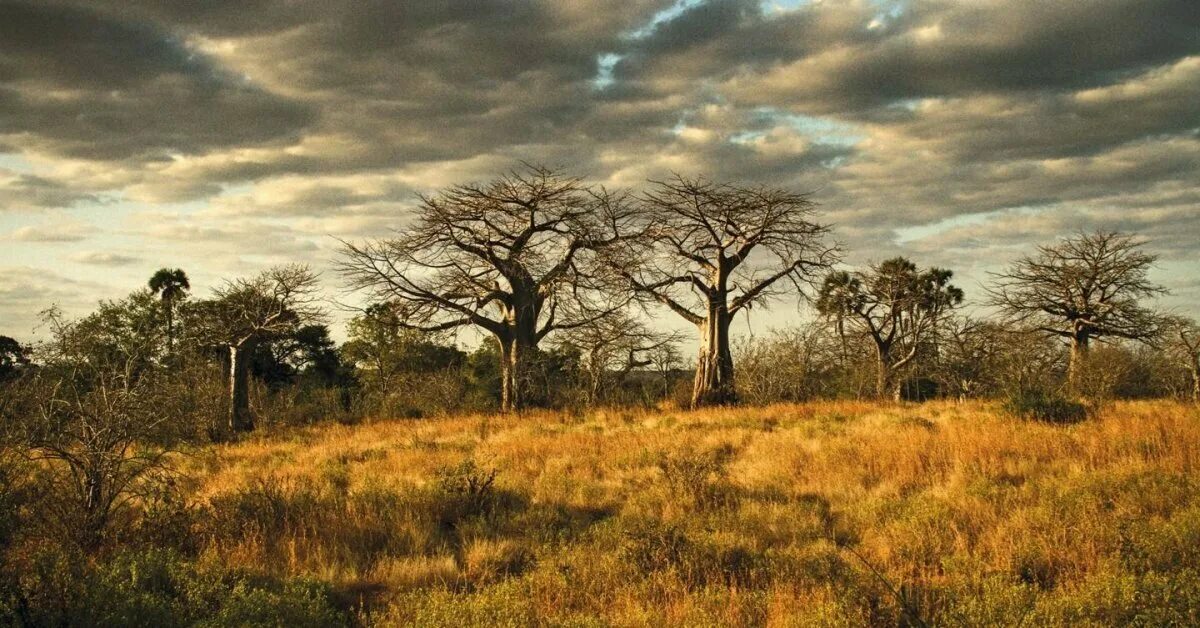 национальный парк танзании серенгети животные. саванны австралии. фауна юар. большая африканская пятёрка. семья африканцев.