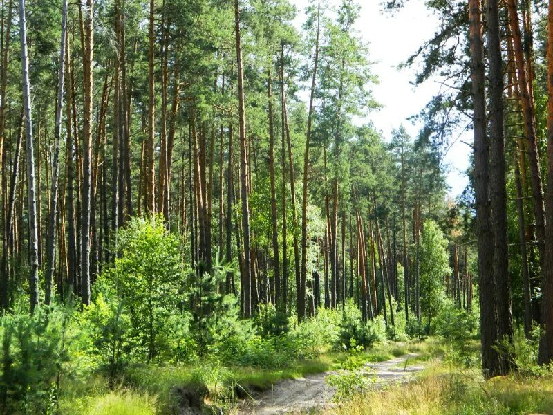 сосновые леса на юге нью-джерси. группы лесов государственного значения. 3. 3 категории леса. лес национальное достоинство.