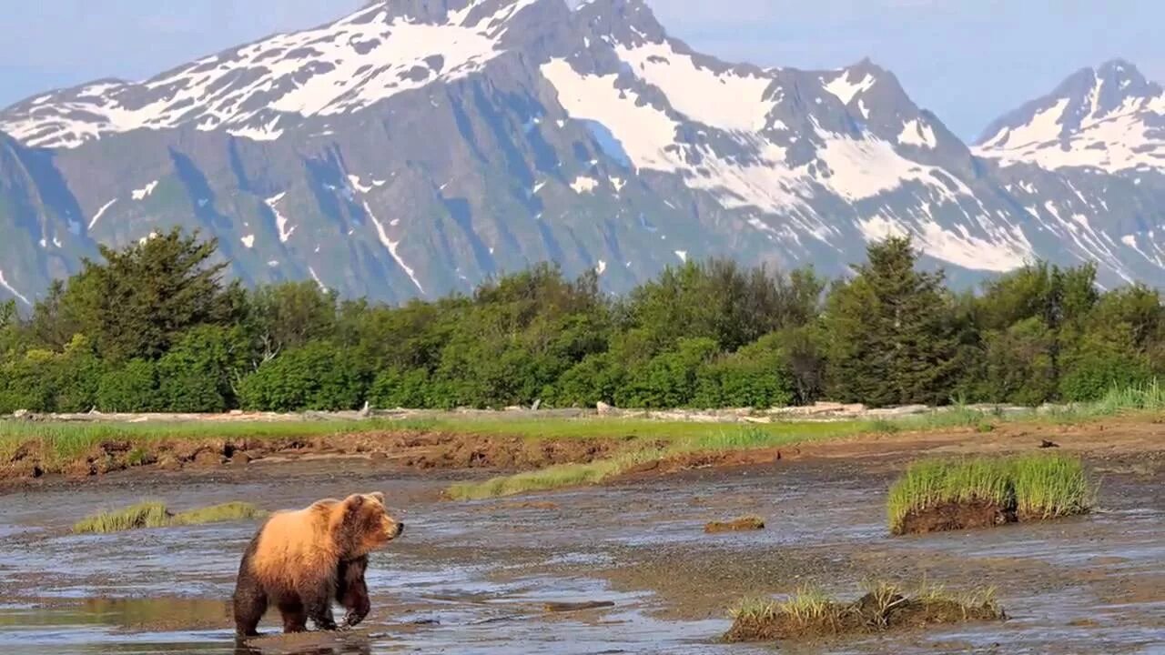 Катмай нац парк. Katmai National Park, Alaska. Национальный парк Денали Аляска Дикая природа. Штат Аляска, национальный парк и заповедник Денали.