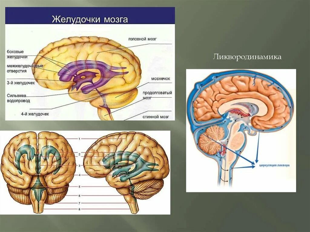 Система желудочков головного мозга. Ликвородинамика головного мозга анатомия. Желудочки мозга ликвородинамика. Головной мозг СИЛЬВИЕВ водопровод. Ликворные изменения мозга