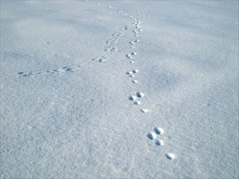 Видны заячьи следы. Заячьи следы. Заячьи следы на снегу. Как выглядят заячьи следы. Следы зайца направление движения.