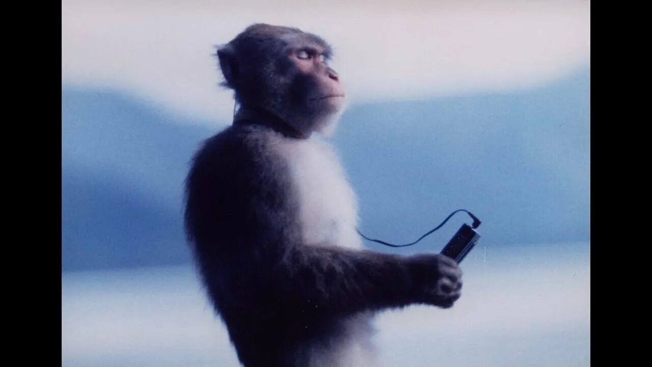 обезьянка с наушниками. обезьяна в наушниках гиф. обезьяна с плеером мем. обезьяна в наушниках мем. обезьяна слушает музыку.