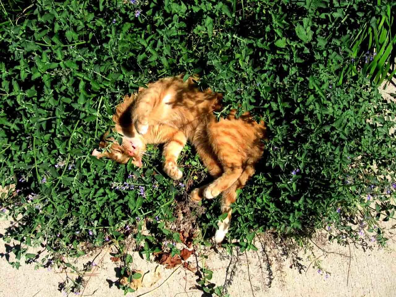 Почему котам нравится кошачья мята. Кошка и кошачья мята. кошачья мята трава. кошачья мята с валерьянкой. валерьянка для кошек.