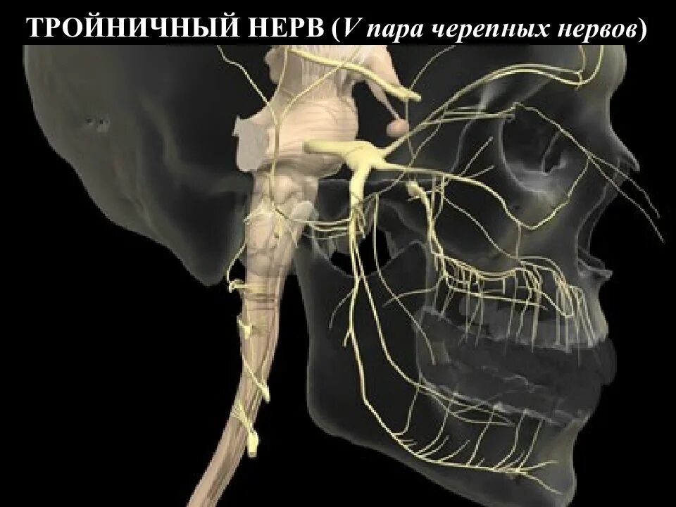 Мрт черепных нервов. Тройничный нерв. Тройничный нерв кт анатомия. Тройничный нерв томография. Тройничный нерв препарат анатомия.