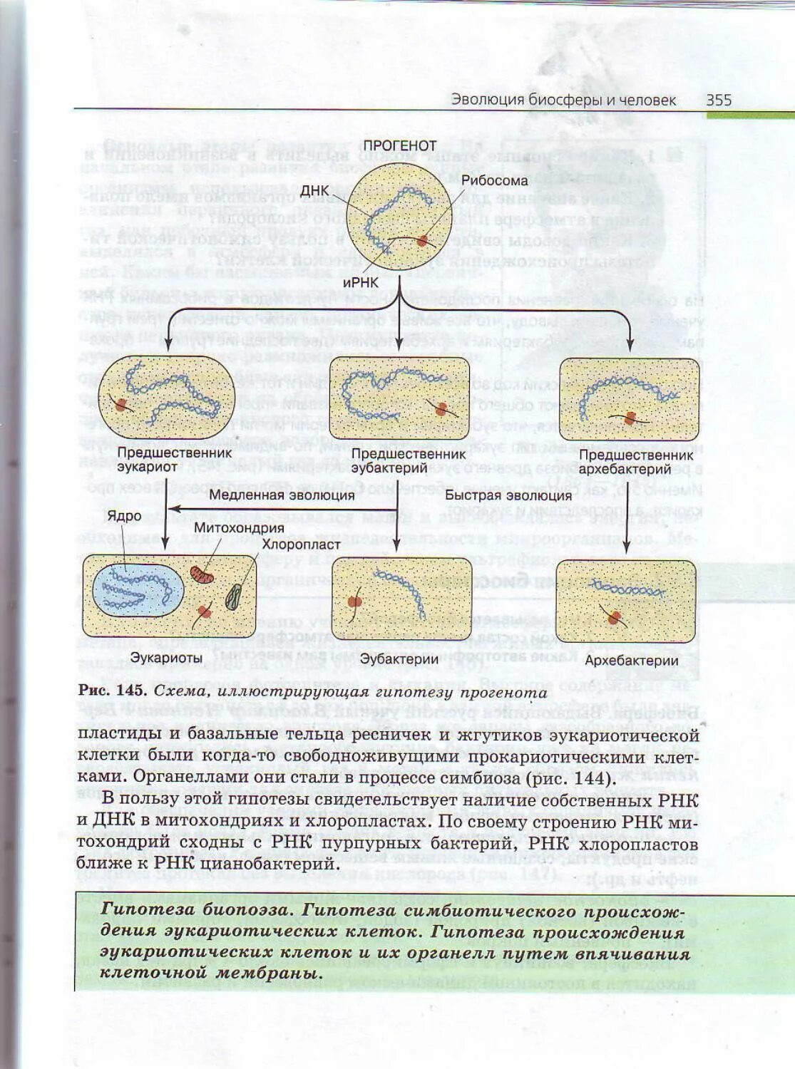 Биология каменский касперская. Общая биология Каменский 10-11. Пасечник,Каменский биология 10 класс. Учебник по биологии 10-11 класс Каменский. Происхождение эукариотической клетки от прогенота.