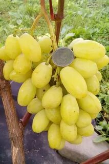 Виноград бананас