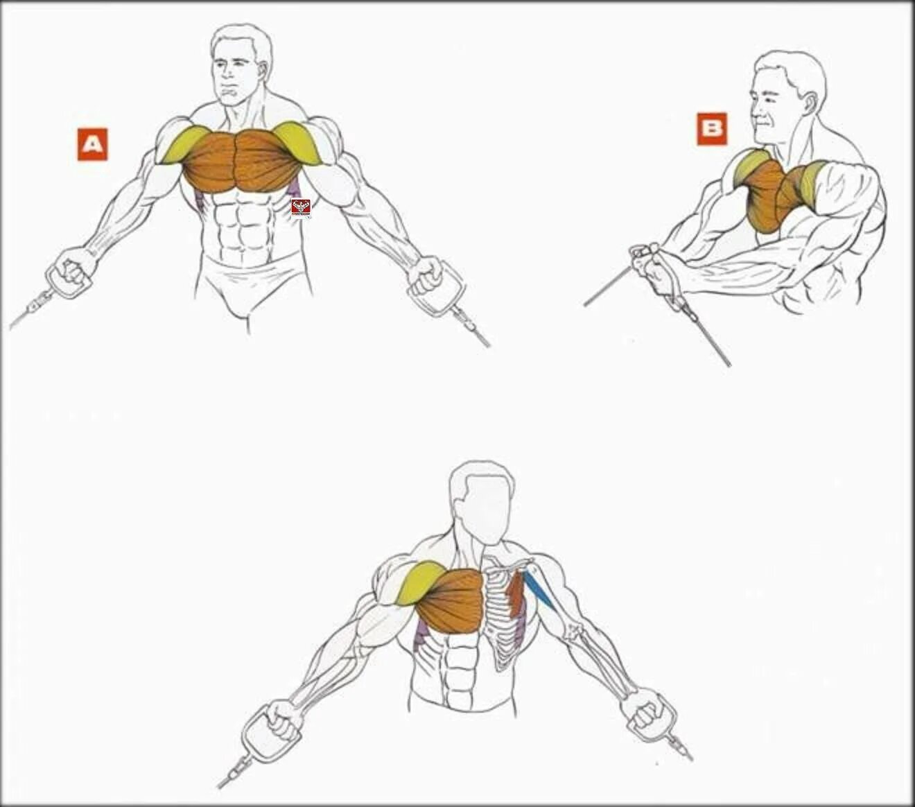 Упражнения для накачивания грудных мышц. Как прокачать верхнюю часть грудных мышц. Упражнения на верх грудных мышц. Упражнения для прокачки верха грудных мышц.