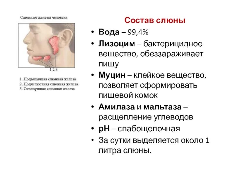 Склеивание пищевого комка. Лизоцим бактерицидное вещество. Лизоцим слюны. Слюнные железы лизоцим.