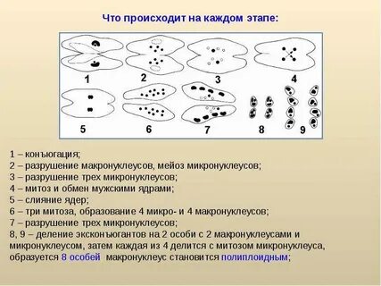 Конъюгация митоза и мейоза