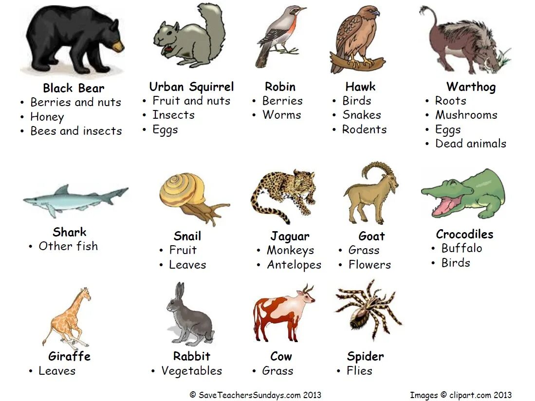 Carnivore перевод. Omnivore animals. Herbivore Carnivore Omnivore. Omnivore animals примеры. Carnivore Herbivores Omnivores animals Worksheets.