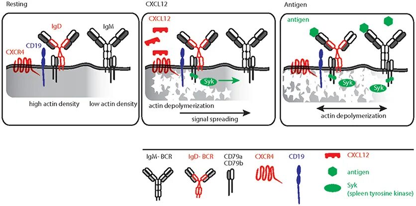 Igm store. BCR рецепторы строение IGM. В-клеточный Рецептор BCR. BCR ген схема. B Cell IGM.