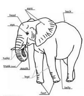 Parts of animals body