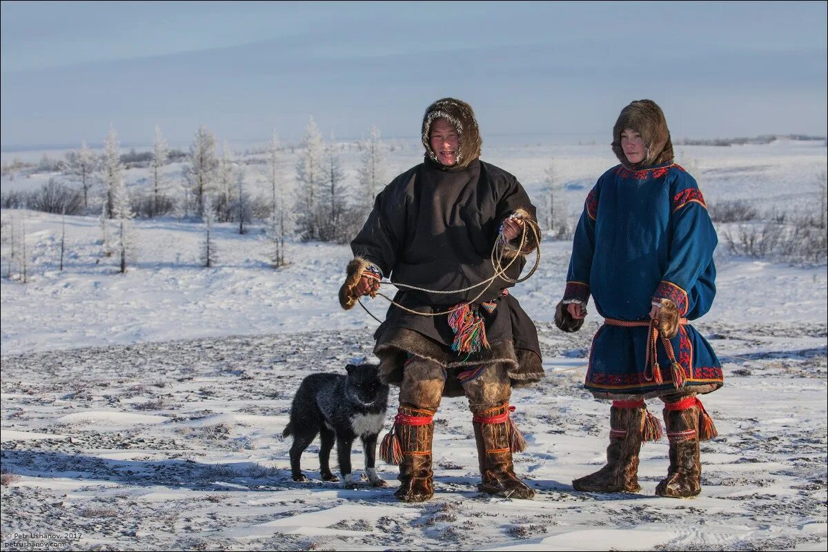 Северный народ коми. Ямал тундра ненцы. Ненцы Ханты манси. Ненцы Ямала. Малица манси.