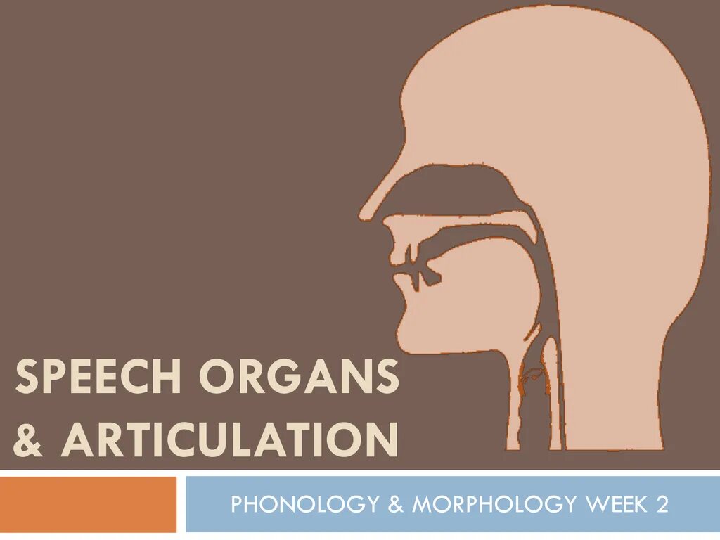 Passive organs of speech. Organs of speech. organs of speech articulation. active and passive organs of speech. organs of speech in english phonetics.