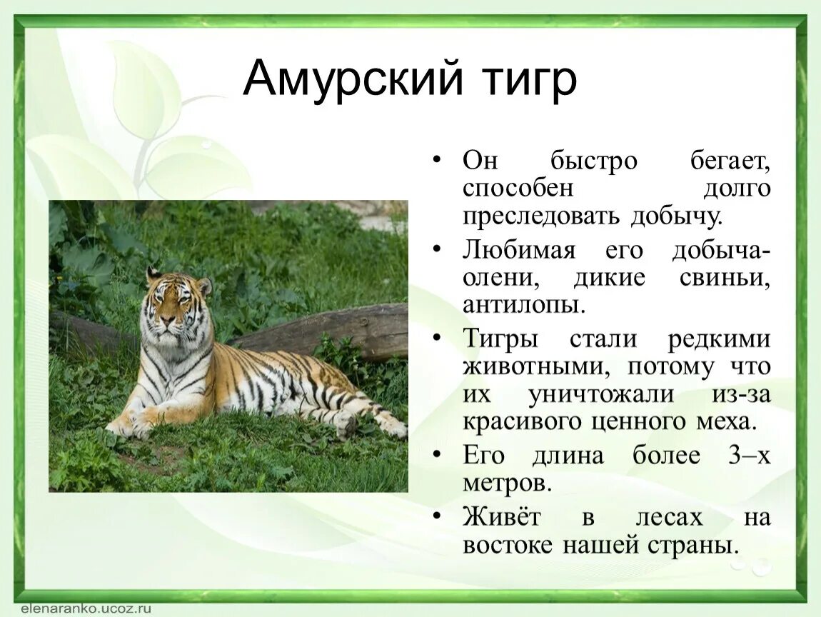 Какая длина тигра. Скорость Амурского тигра. Скорость бега Амурского тигра. Амурский тигр длина. Амурский тигр Размеры.