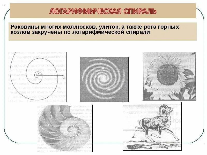 Логарифмическая спираль ее свойства. Логарифмическая спираль ее свойства. Логарифмическая спираль и спираль архимеда. Логарифмическая спираль ее свойства. Логарифмическая спираль в природе ее математические свойства.