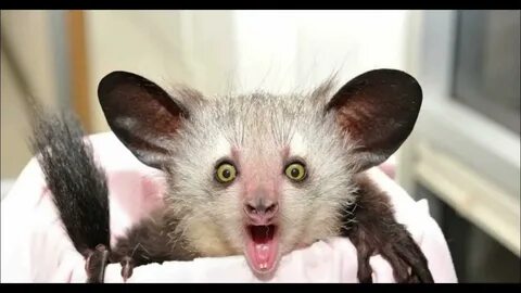 Scary animals