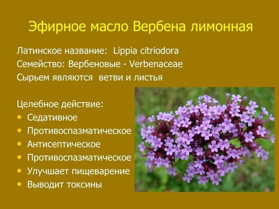 Какое растение является лекарственным 3 класс ответы