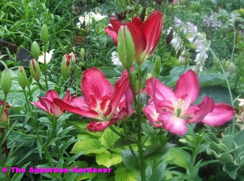 Lilys double. Лилия дабл сенсейшен. лилия дабл плеже. лилия азиатская &quot;double sensation&quot; (дабл сенсейшен). лилия азиатская махровая дабл сенсейшен.