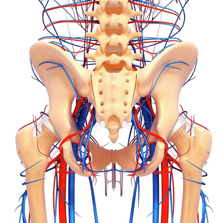 Подвздошная артерия анатомия. Анатомия подвздошных сосудов. Кровоснабжение таза мужчин. Наружная половая артерия анатомия. Общая подвздошная артерия анатомия ветви.