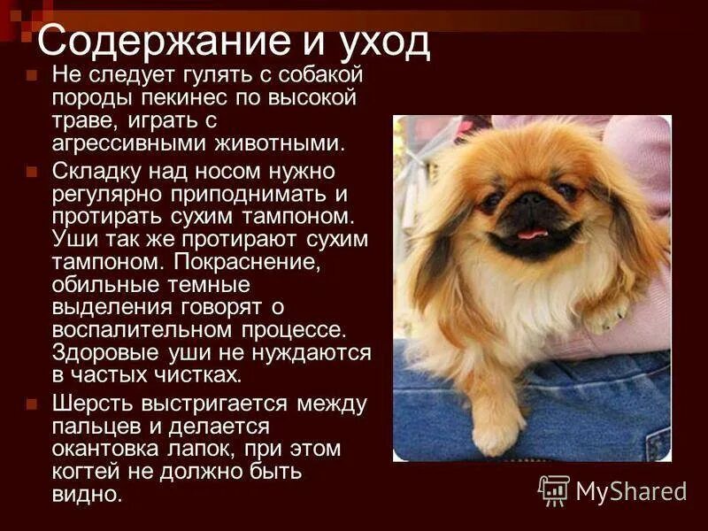 Содержание собаки порода
