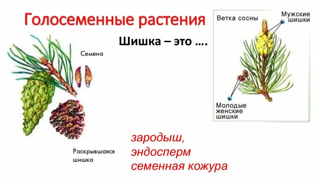 Каковы признаки голосеменных