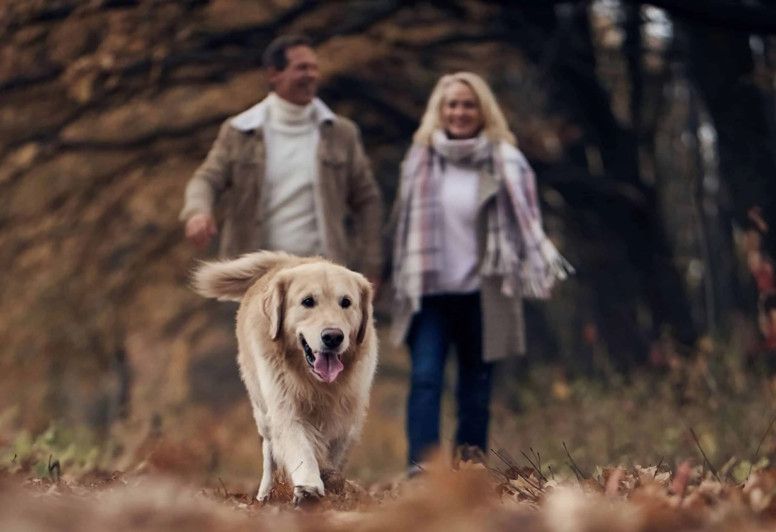 Join dogs. Золотистый ретривер с человеком. Join dogs. Метис ротвейлера и немецкой овчарки. Таблетки для собак.