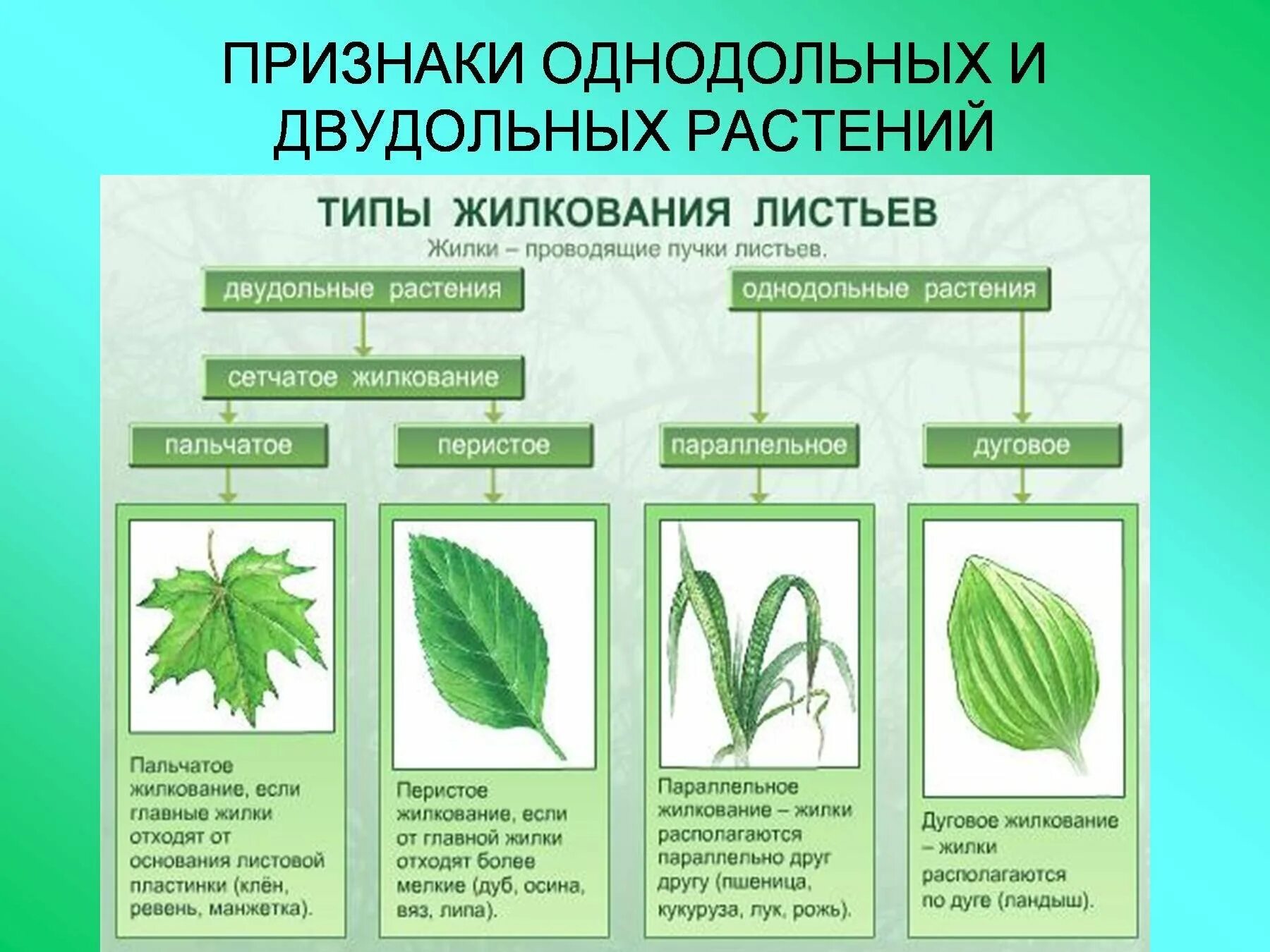 Форма цветка двудольных
