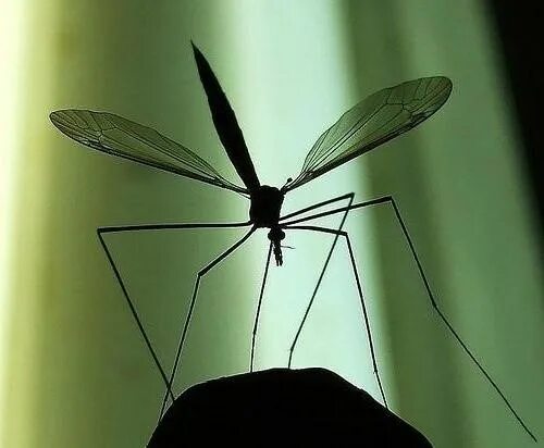 Комар большой как называется с длинными. Комар долгоножка. Малярийный комар долгоножка. Комар долгоножка черный. Комар долгоножка самец.